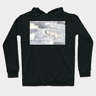 White on White. Arctic Fox #1, on the Tundra, Hudson Bay, Canada Hoodie
